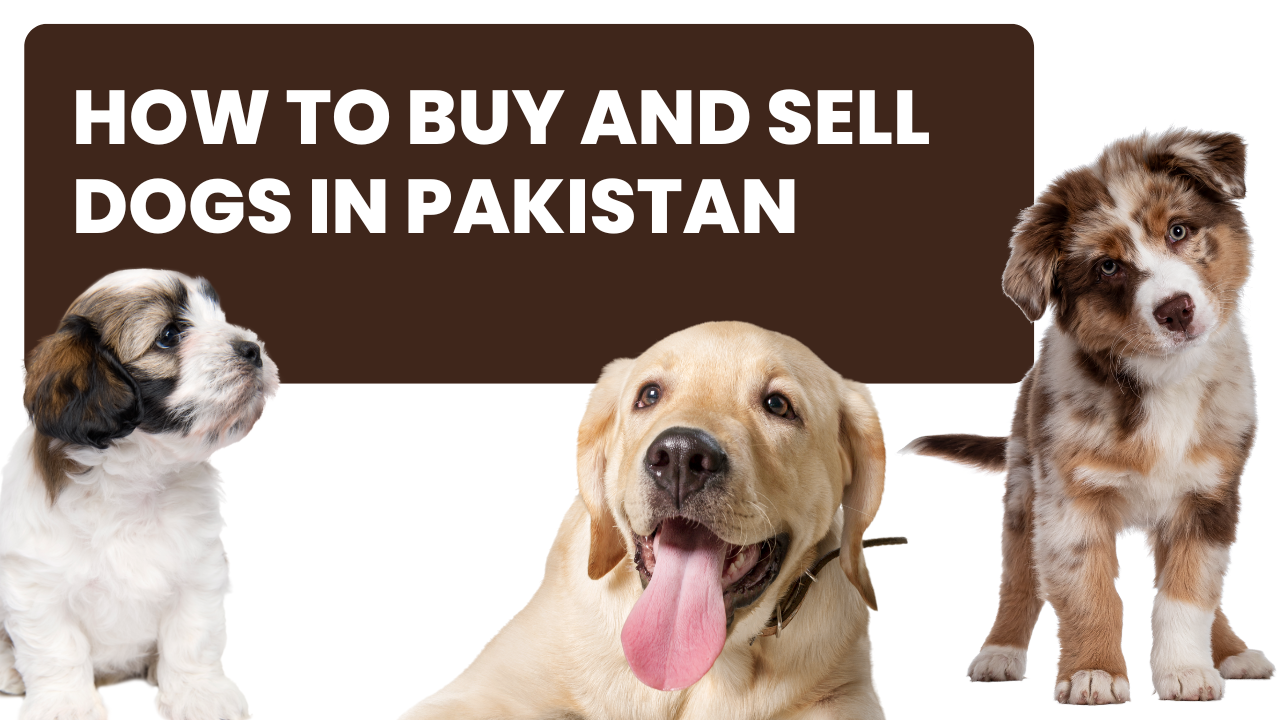 How to Buy and Sell Dogs in Pakistan A Complete Guide